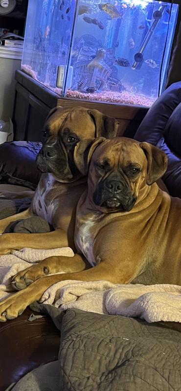 Max & Kay-Kay litter mates 2 years & 4 months