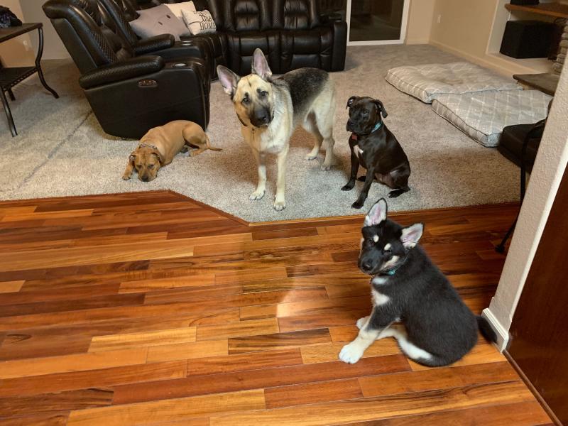 Patiently waiting for their yummy Denali Wilderness Blend!