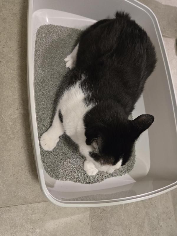 Bobbie using the litter box