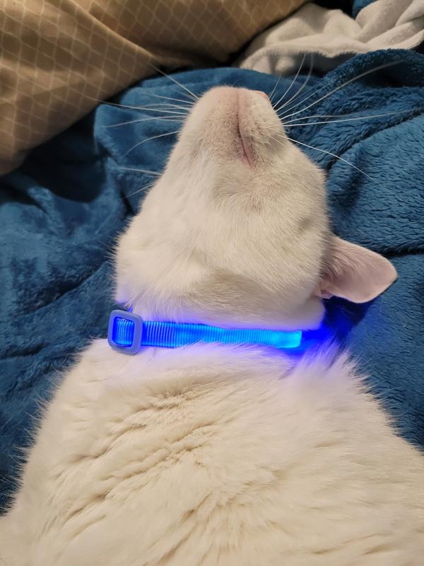 YOULY Blue LED Cat Collar Petco