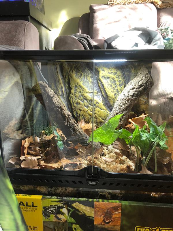 Exo Terra Turtle Cliff and Filter Large Reviews - Swell Reptiles Reviews -  Feefo