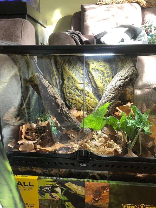 California Kingsnake care sheet and bioactive terrarium maintenance – The  Bio Dude