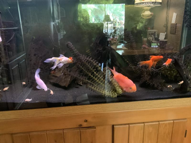 90 gallon with goldfish and one 14 year old parrot fish