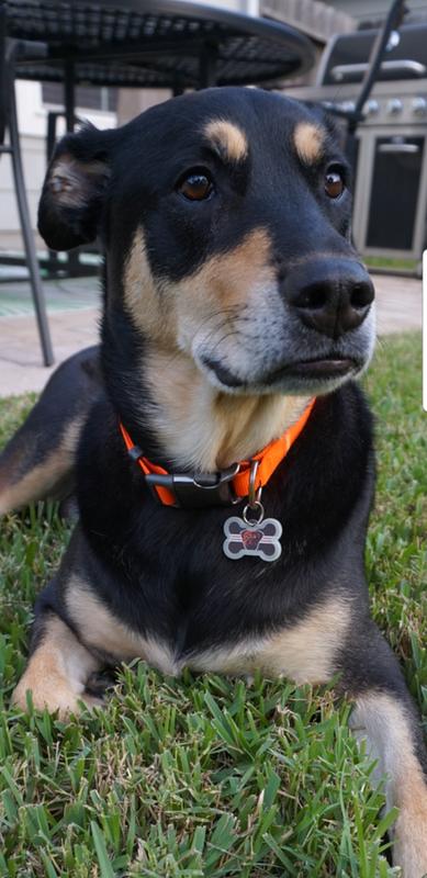 Cleveland Browns Pink Heart Dog ID Tag