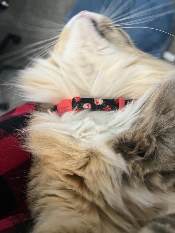 Cleo wearing her pretty collar.