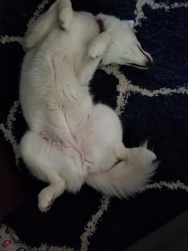 Tender & True Organic Salmon Jerky Dog Treats 4 oz