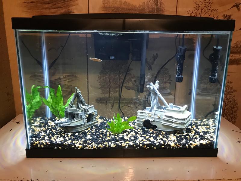 aqueon 20 gallon kit