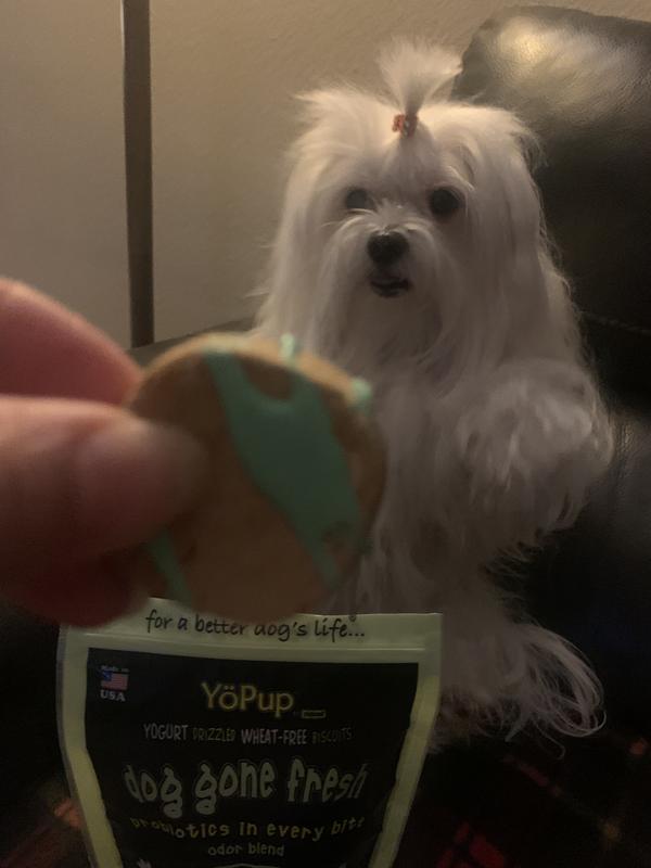 Biscuits - Yoghund  Probiotic Treats for Dogs