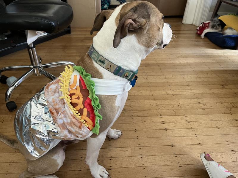 Dog hotsell burrito costume