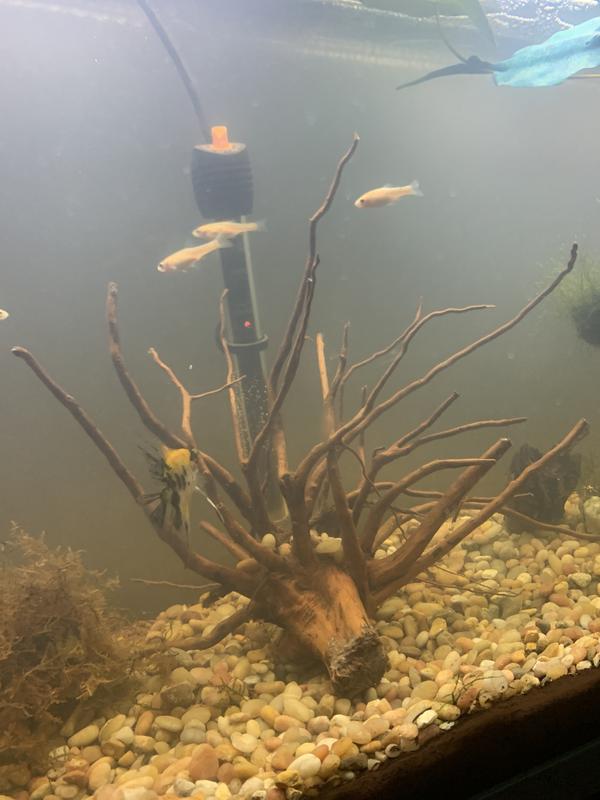 Spider wood in 55 gallon