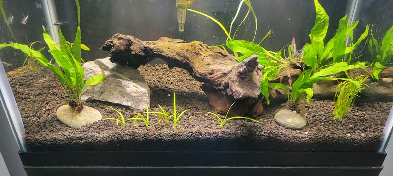 Eco complete store planted aquarium substrate