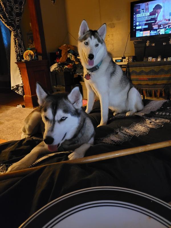 It works for both of my dogs too. I was concerned about having 2 kinds and the one with a grain allergy getting into the one she couldn't have. This food works for both.