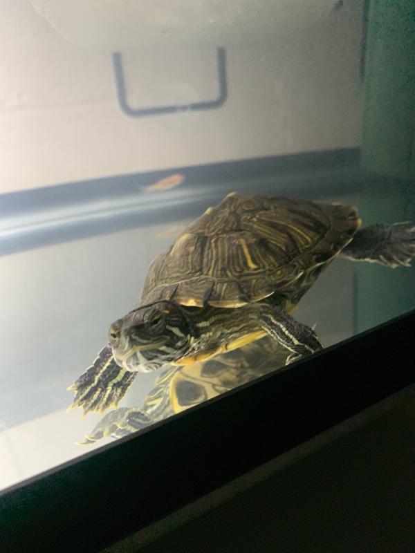 Petco best sale turtle prices