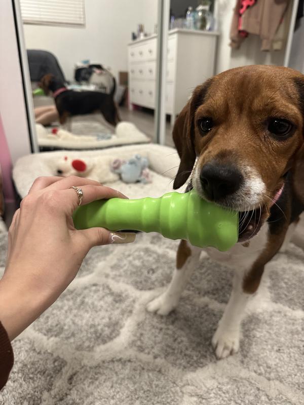 Luna the Beagle Influencer