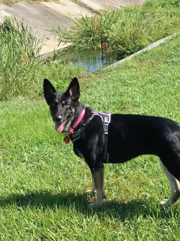 New harness