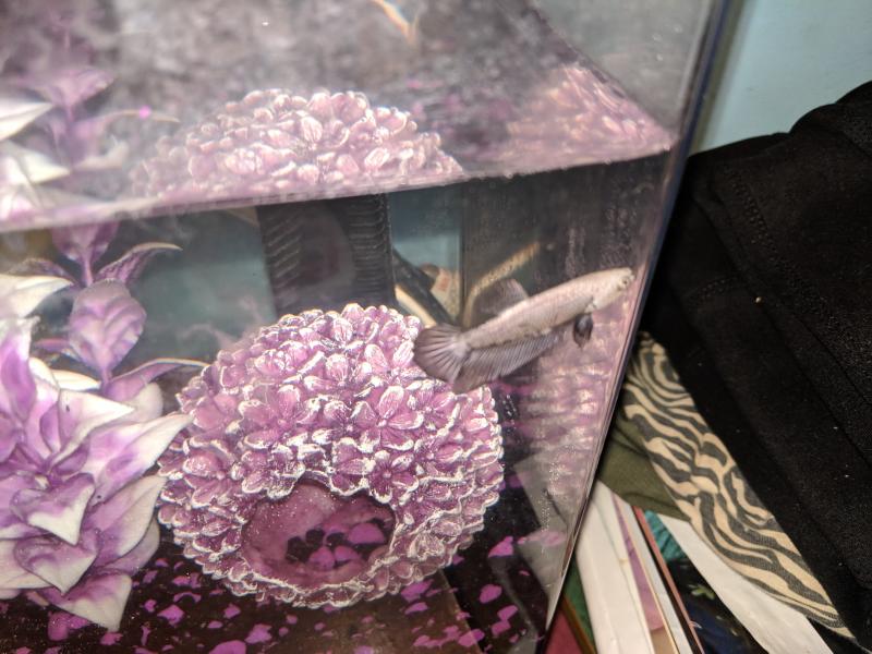 Male Black Platinum Dragon Bettas for Sale Petco