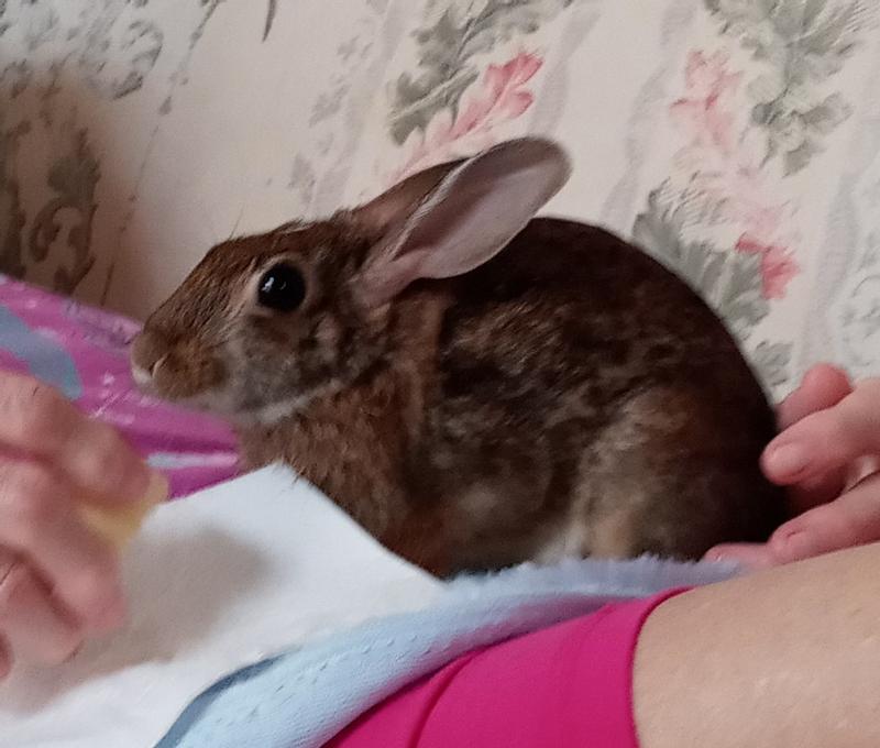 👋 I'm Juliet. I love to stretch my legs and go very fast around the house.