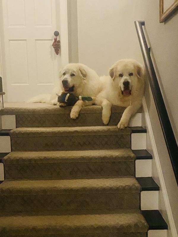 Time to share Ducky!!!