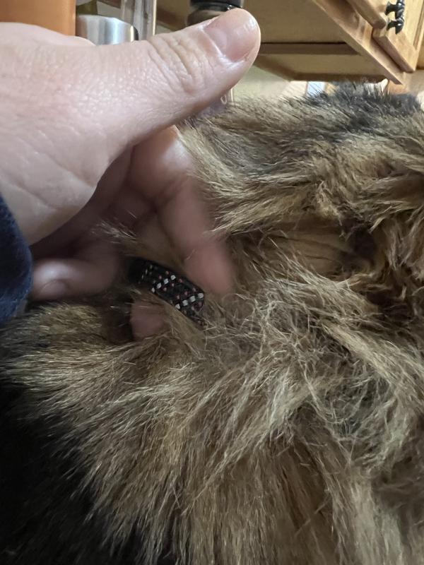 YOULY Black & Red Reflective Kitten Collar, X-Small | Petco