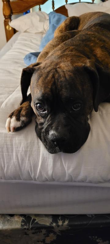 How much should i feed my boxer puppy sale