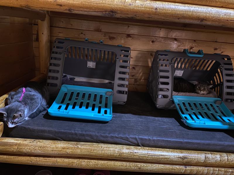 We stayed at KOA cabins along our cross country move with 3 cats plus 1 dog.  Easy to carry carriers in/out of vehicle.