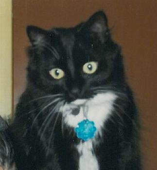 My kitty Figaro.