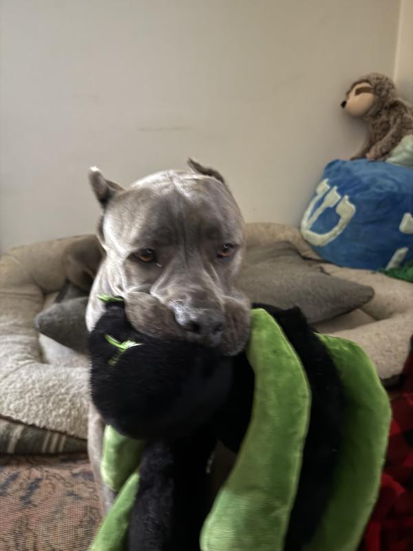 Big dog for size reference