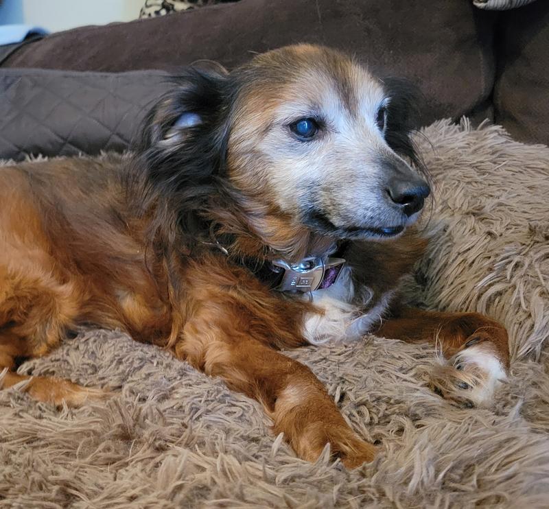 Mixed Breed: 15 years old, 21 lbs.