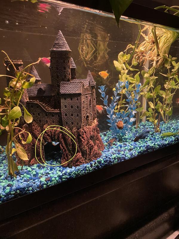 Hogwarts fish 2025 tank decorations