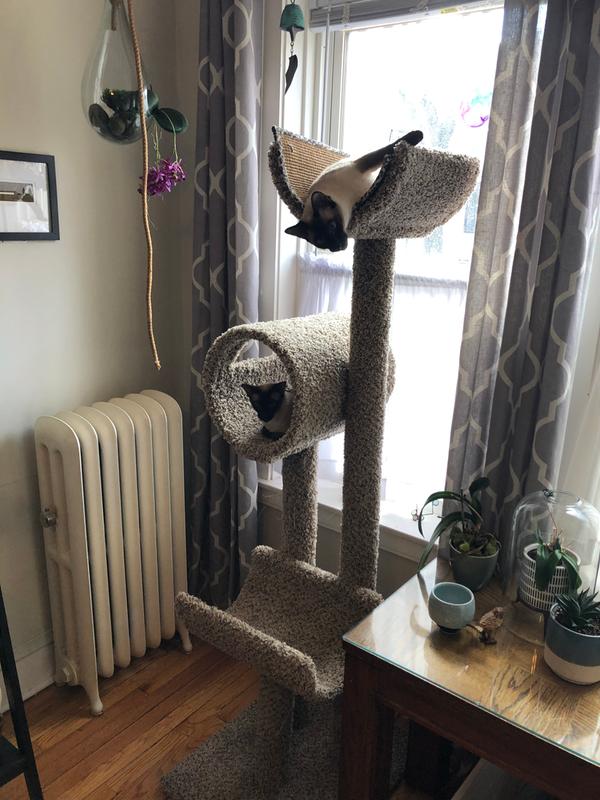 They love being able to look out the window over the curtains!