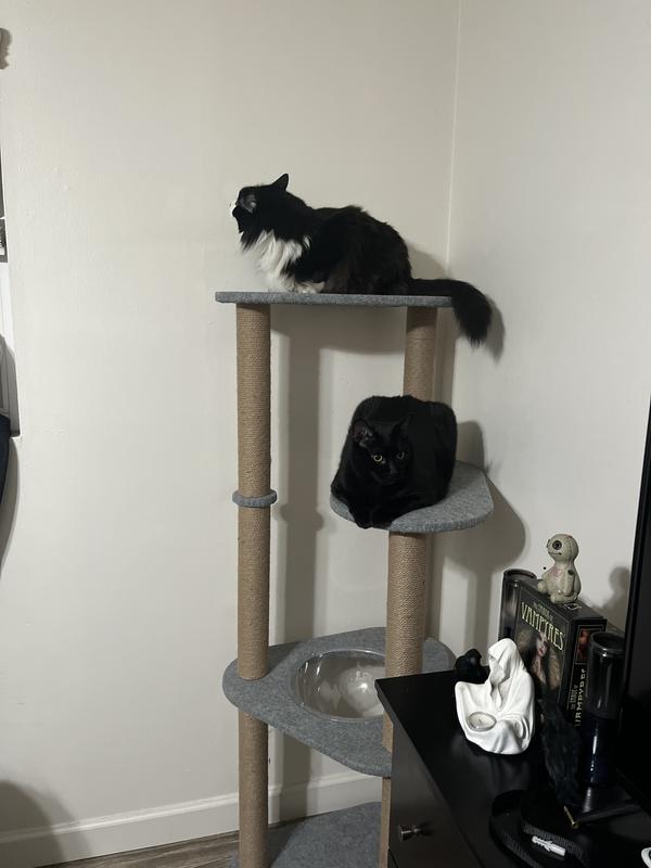 They both fit!!!! 20lb cat and 15lb cat! Love it!