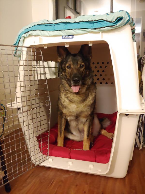 giant dog carrier