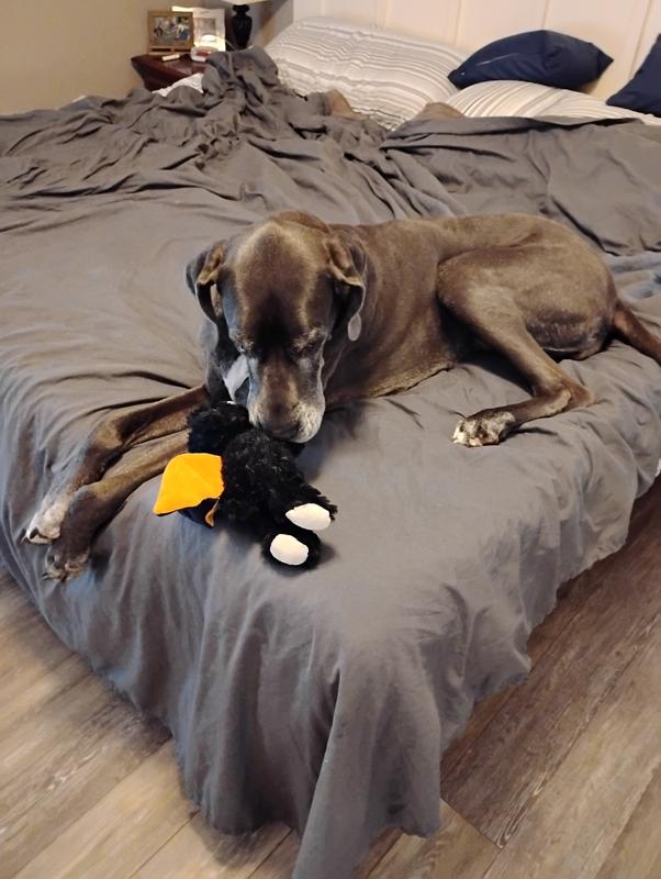 Dogs hogging the newest bed