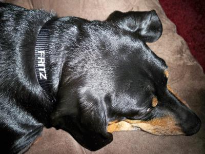 Fritz in his new collar!