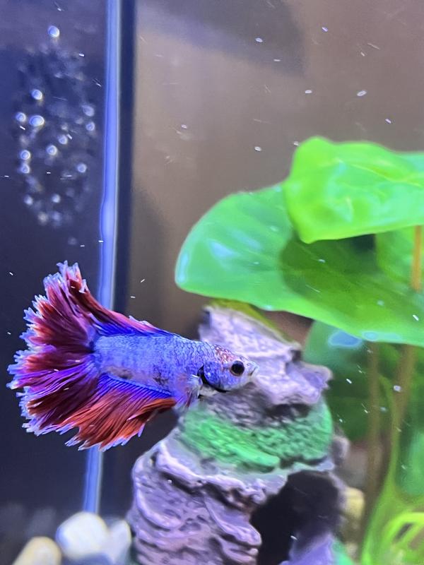 Male Doubletail Halfmoon Bettas for Sale: Order Online | Petco