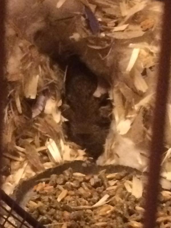 Rodent in hiding