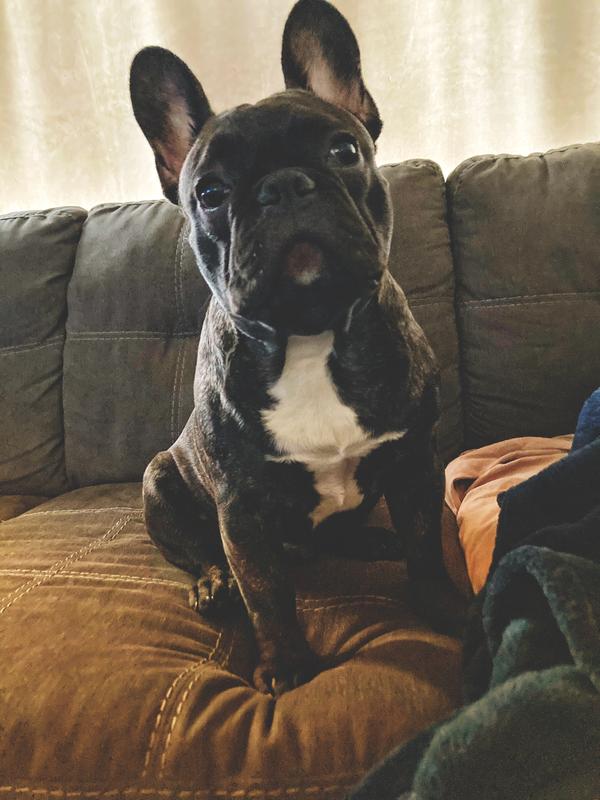 JustFoodForDogs Do-It-Yourself Chicken and White Rice Dog Food ...