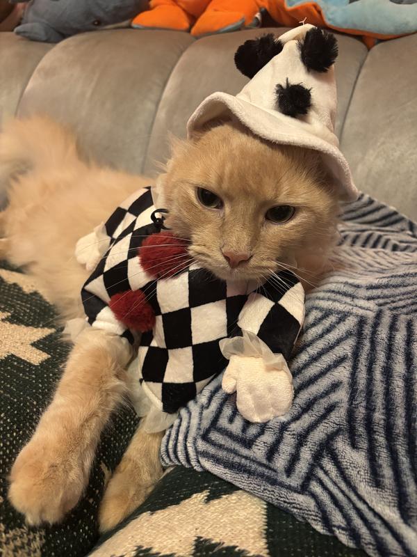 He’s a really grumpy clown. :(