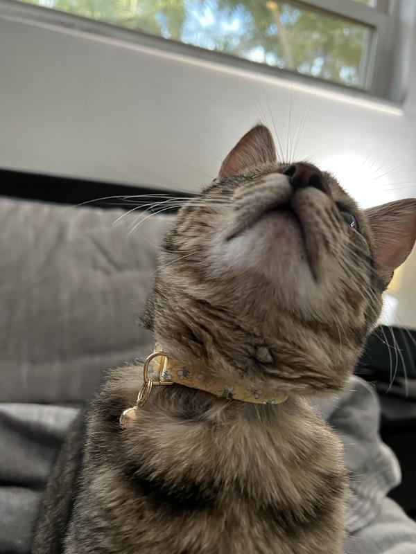 YOULY Yellow Bee Cat Collar