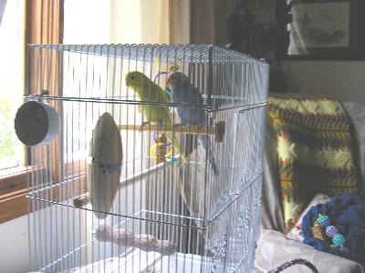 Yellow Bird & Blueberry in their first cage. They now live in a much larger one.