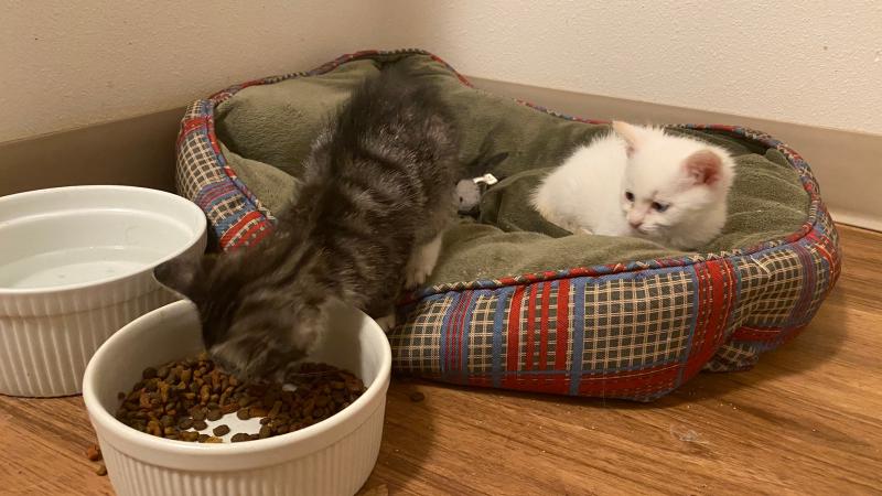 Pepper eating as Salt watches
