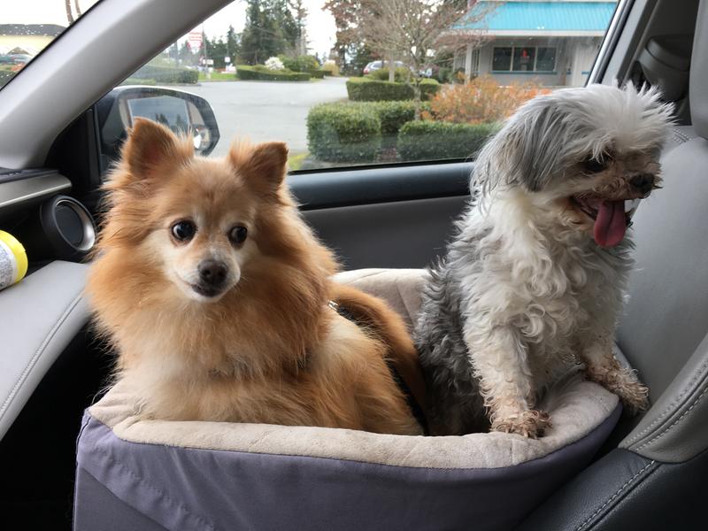 Tiny Tracie with her Pom pal, Foxy