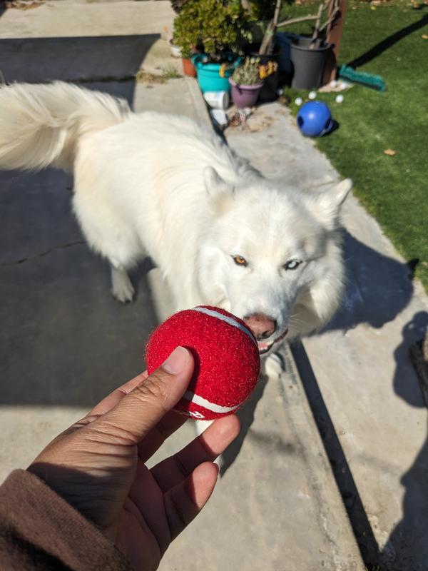 Playin' ball and loving life. Ball holds up to wear and tear, still looking good!