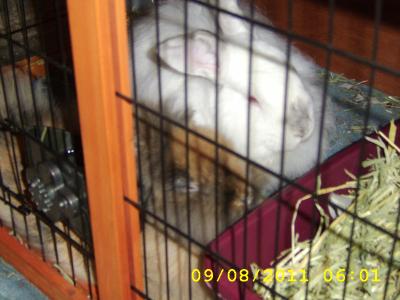 Bunster and Cookie like the hutch