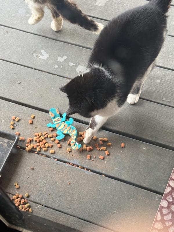 Charlie walked away, but Keebler is still inspecting