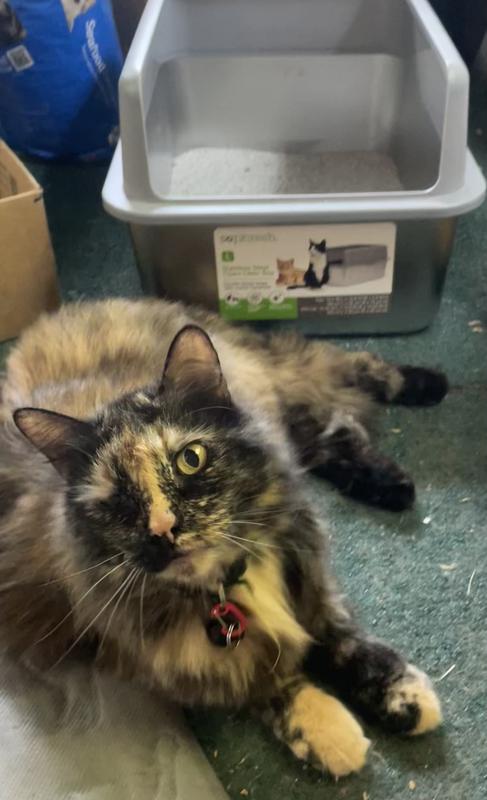 Tortie giving a wink!