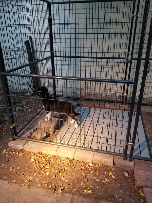 10x10 kennel deck online