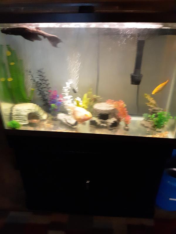 Clears up your tank better then ant thing and vitamins
