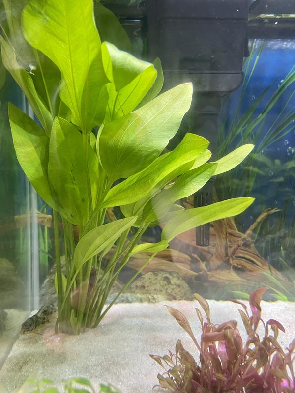 Imagitarium Large Argentine Sword Aquarium Plant