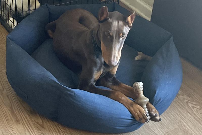 My doberman in his comfortable bed!